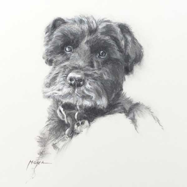 regina hona artist, dog portrait, schnauzer dog, charcoal, commission, animal portraits,